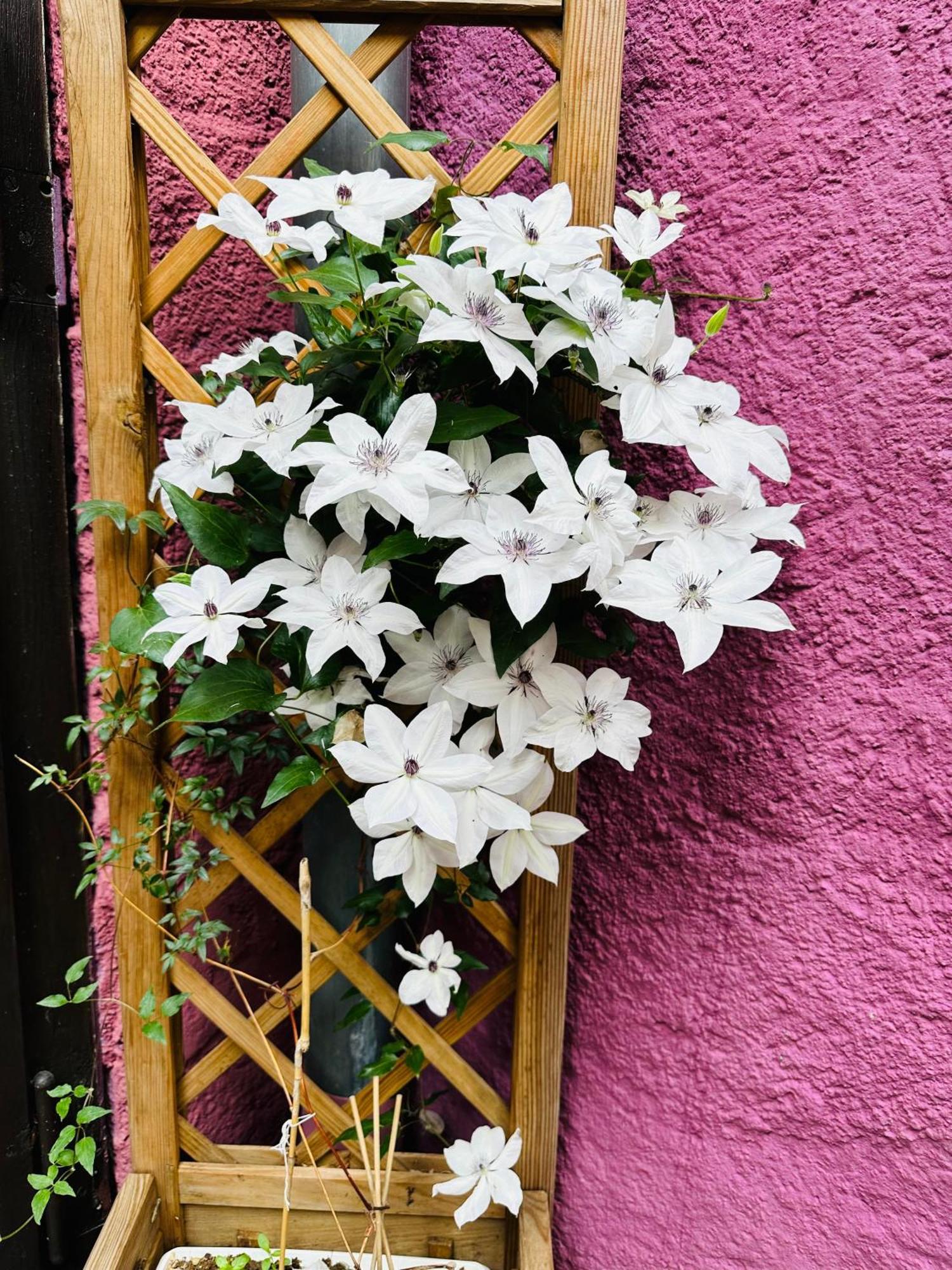 Auberge Le Meisenberg Châtenois Kültér fotó