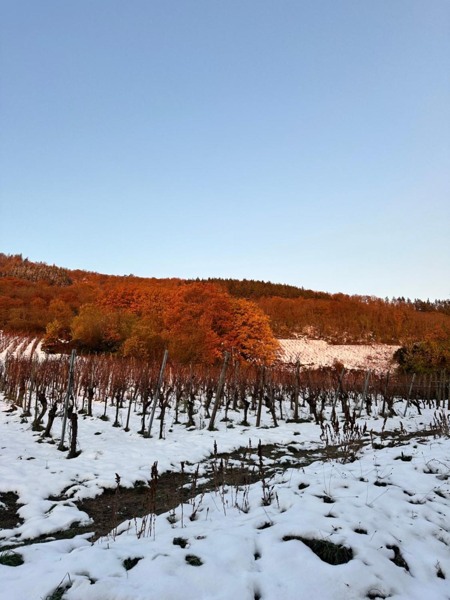 Auberge Le Meisenberg Châtenois Kültér fotó